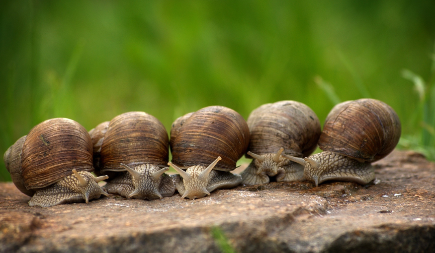 Snails
